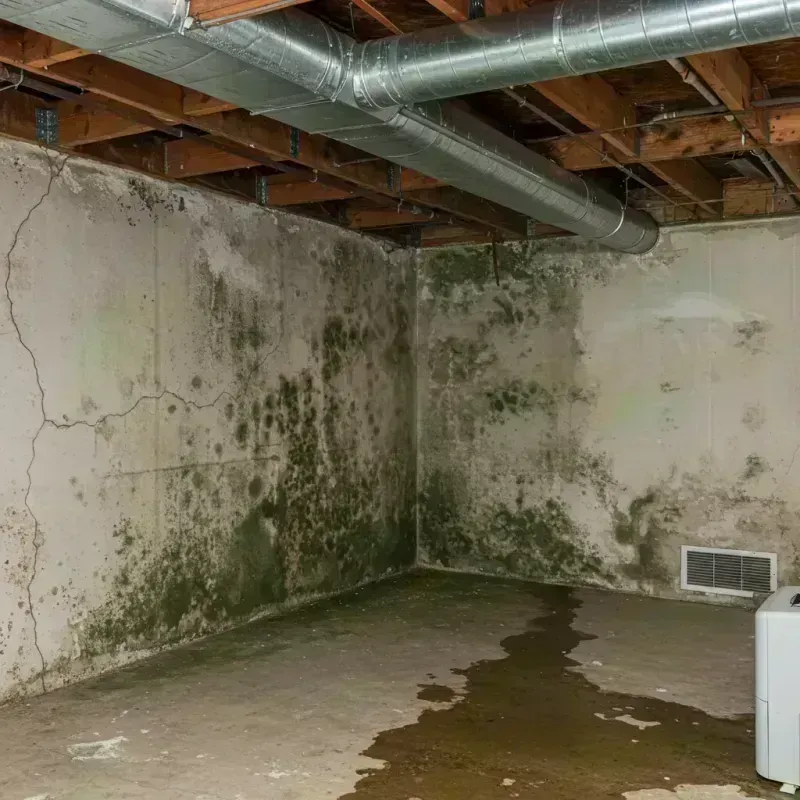 Professional Mold Removal in Clendenin, WV